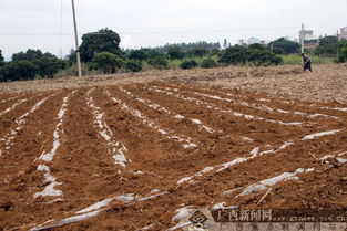 一年之计在于春 广西农民忙种植甘蔗玉米等作物 组图