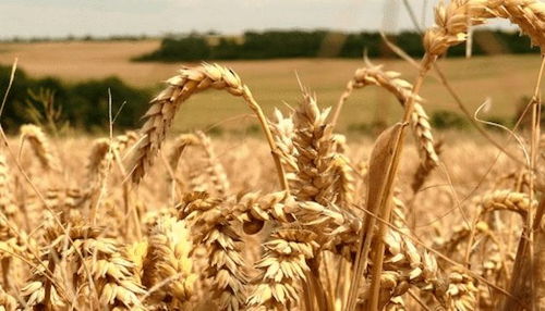 除了填饱肚子,全麦食品可谓一无是处 关于小麦的前世今生 农作物 单粒 大豆 种植 网易订阅