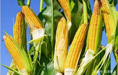 农村种植:种植玉米,注意好这几点,保证结出的玉米粒大颗又饱满