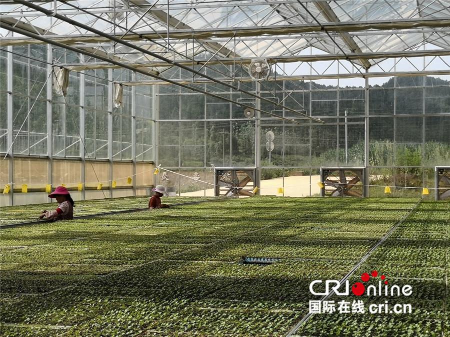在者腊乡的以农产品种植加工为主的云南中康食品公司育苗工厂 摄影